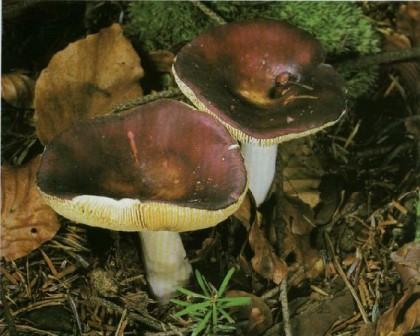  - Russula badia 